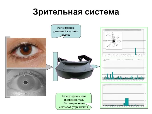 Зрительная система Регистрация движений глазного яблока Анализ динамики движения глаз. Формирование сигналов управления