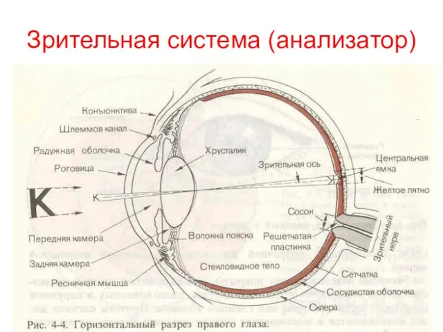 Зрительная система (анализатор)