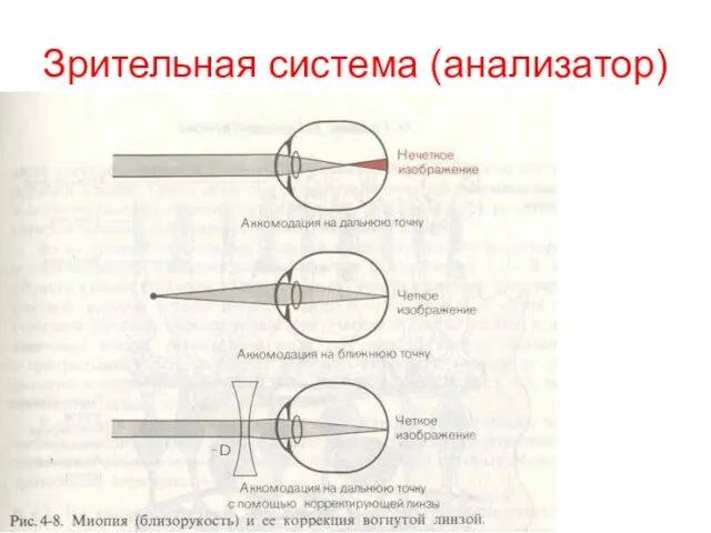 Зрительная система (анализатор)