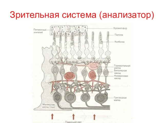 Зрительная система (анализатор)