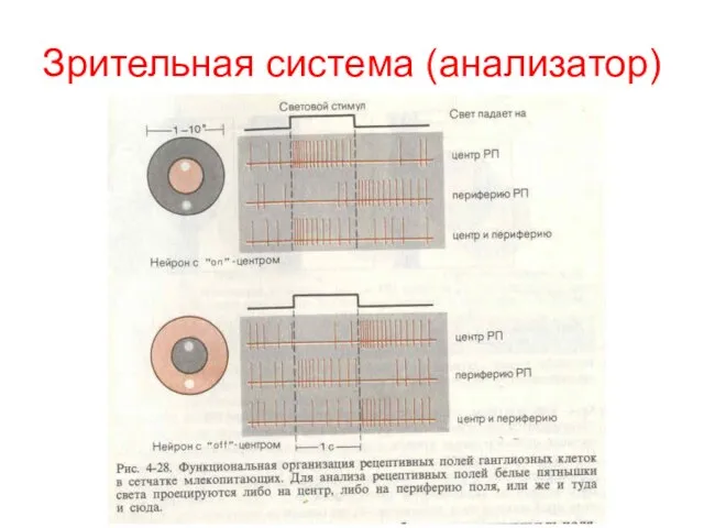 Зрительная система (анализатор)