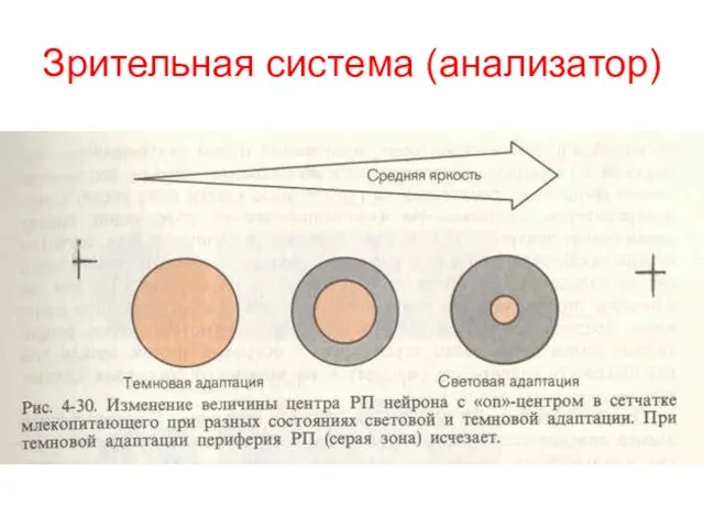 Зрительная система (анализатор)