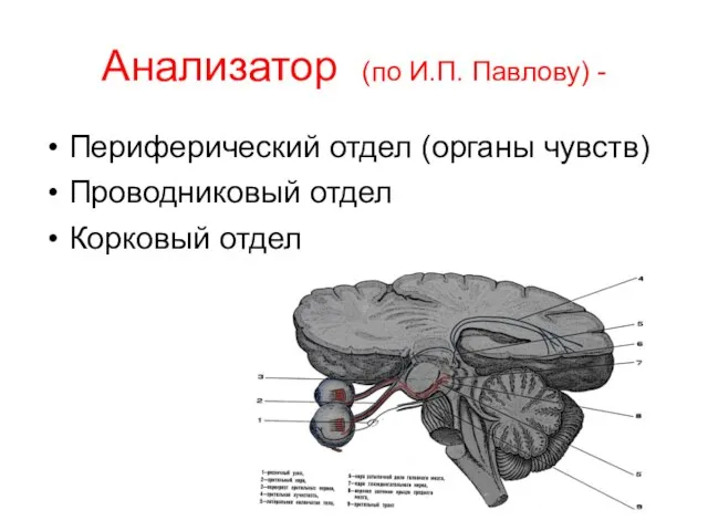 Анализатор (по И.П. Павлову) - Периферический отдел (органы чувств) Проводниковый отдел Корковый отдел