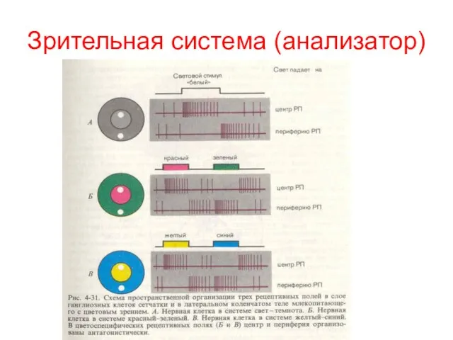 Зрительная система (анализатор)