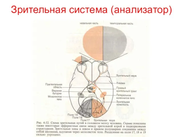 Зрительная система (анализатор)