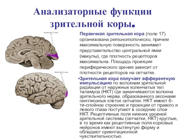 Анализаторные функции зрительной коры. Первичная зрительная кора (поле 17) организована ретинотопически,