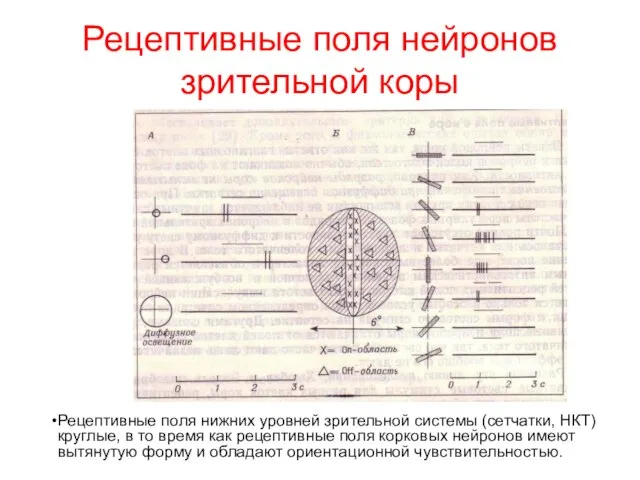 Рецептивные поля нейронов зрительной коры Рецептивные поля нижних уровней зрительной системы