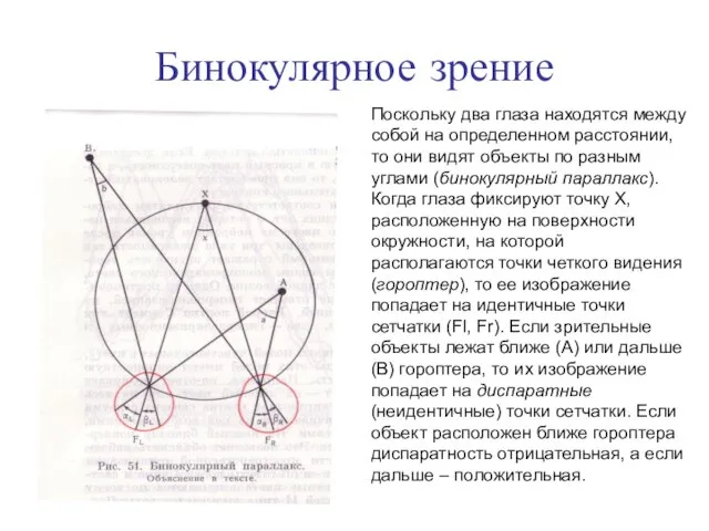 Бинокулярное зрение Поскольку два глаза находятся между собой на определенном расстоянии,