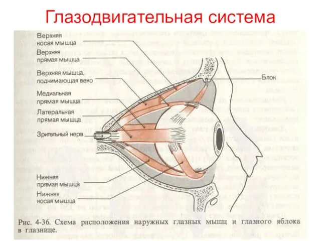 Глазодвигательная система