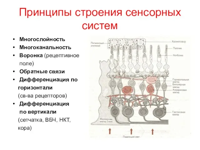 Принципы строения сенсорных систем Многослойность Многоканальность Воронка (рецептивное поле) Обратные связи