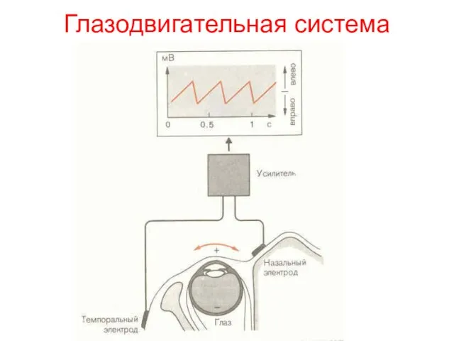 Глазодвигательная система