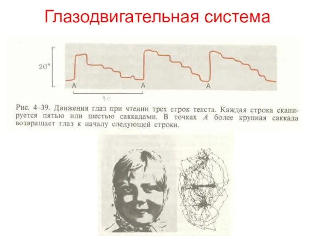 Глазодвигательная система