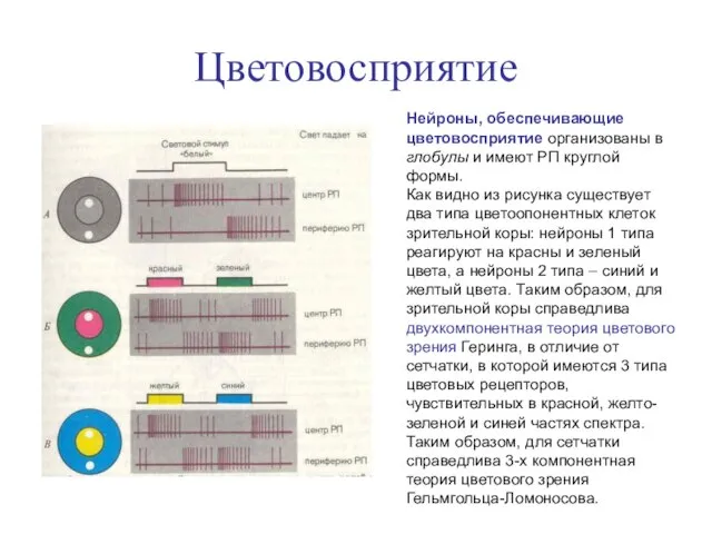 Цветовосприятие Нейроны, обеспечивающие цветовосприятие организованы в глобулы и имеют РП круглой