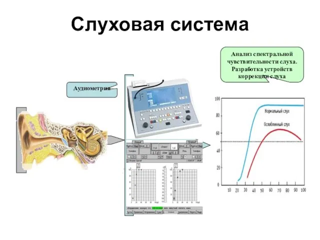 Слуховая система Аудиометрия Анализ спектральной чувствительности слуха. Разработка устройств коррекции слуха