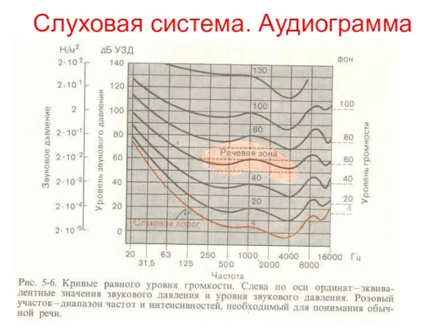 Слуховая система. Аудиограмма