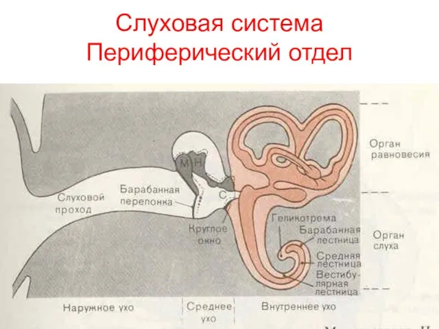 Слуховая система Периферический отдел