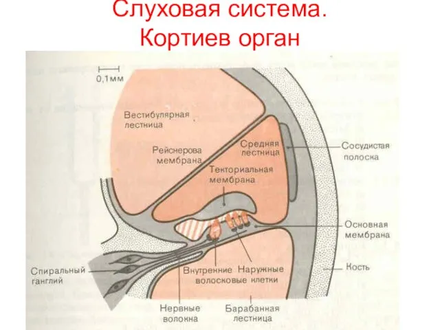 Слуховая система. Кортиев орган