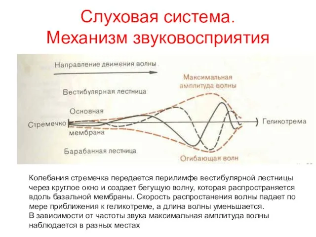 Слуховая система. Механизм звуковосприятия Колебания стремечка передается перилимфе вестибулярной лестницы через