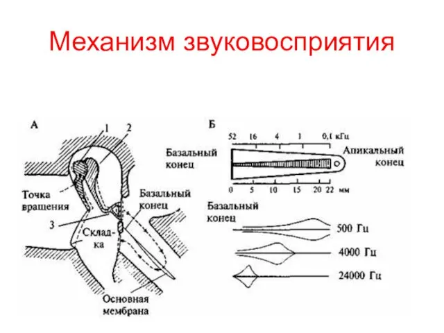 Механизм звуковосприятия