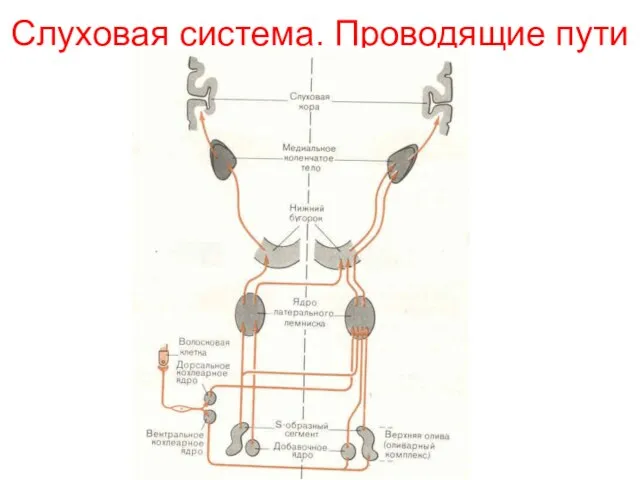 Слуховая система. Проводящие пути