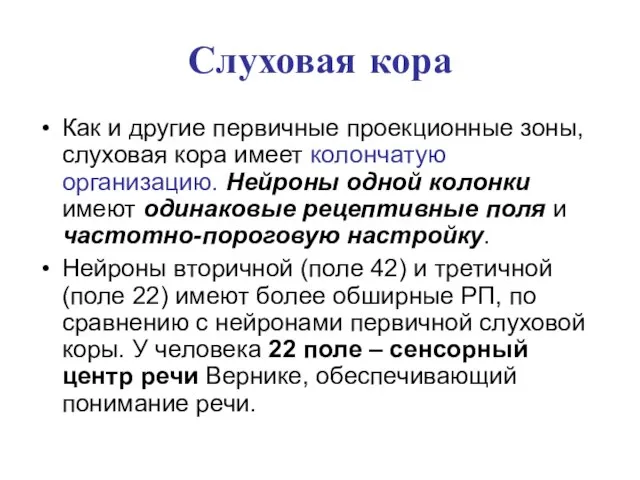 Слуховая кора Как и другие первичные проекционные зоны, слуховая кора имеет