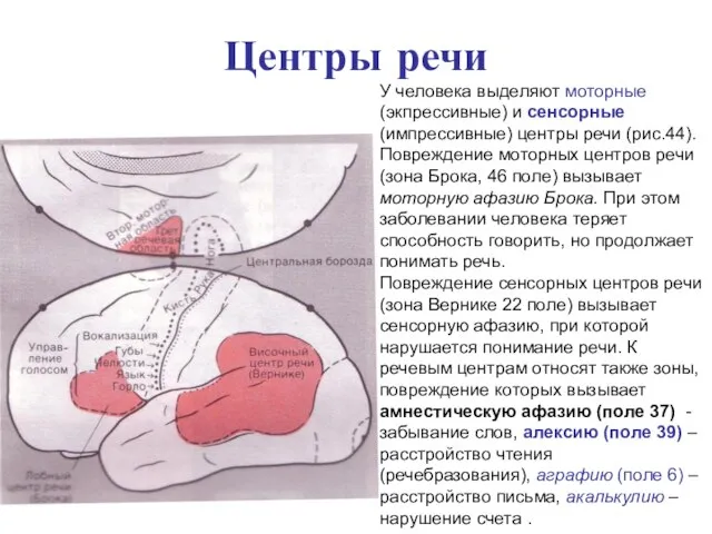 Центры речи У человека выделяют моторные (экпрессивные) и сенсорные (импрессивные) центры