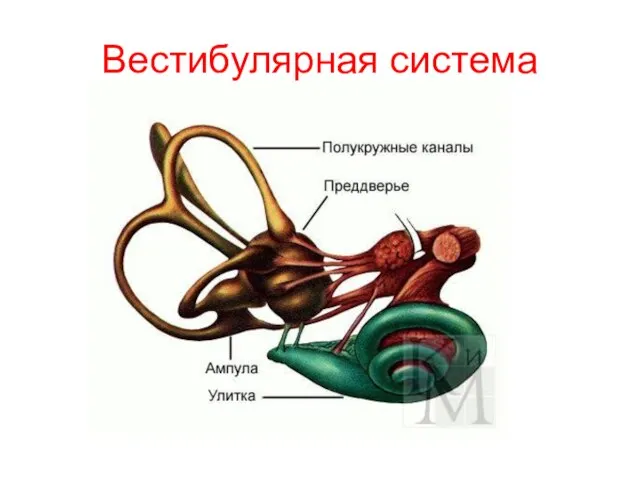 Вестибулярная система