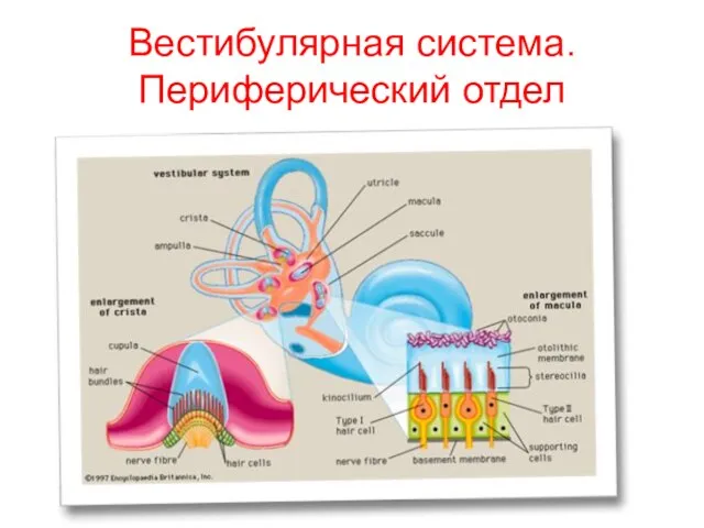 Вестибулярная система. Периферический отдел