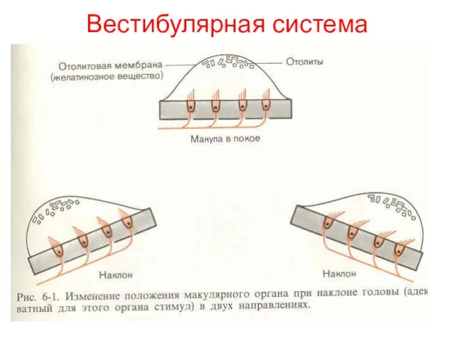 Вестибулярная система