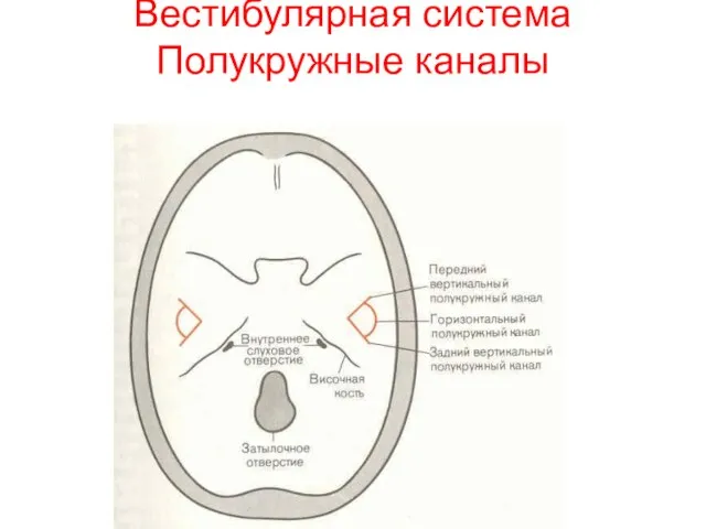 Вестибулярная система Полукружные каналы