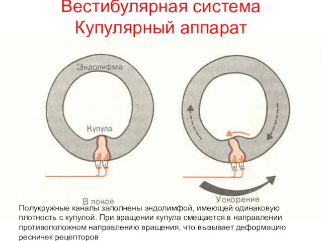 Вестибулярная система Купулярный аппарат Полукружные каналы заполнены эндолимфой, имеющей одинаковую плотность