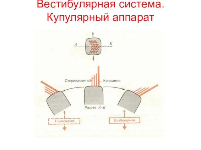 Вестибулярная система. Купулярный аппарат