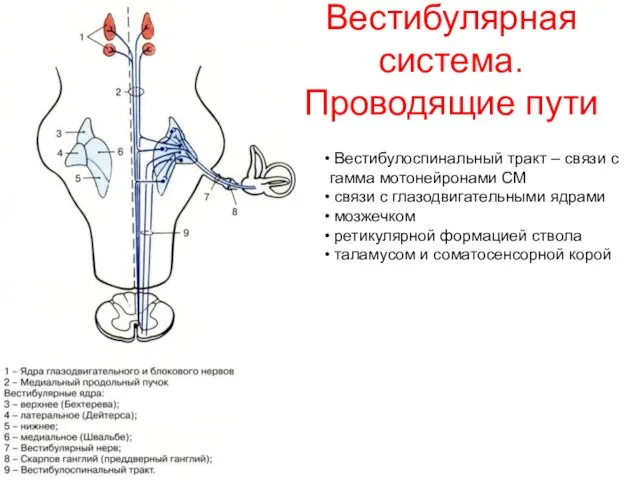 Вестибулярная система. Проводящие пути Вестибулоспинальный тракт – связи с гамма мотонейронами