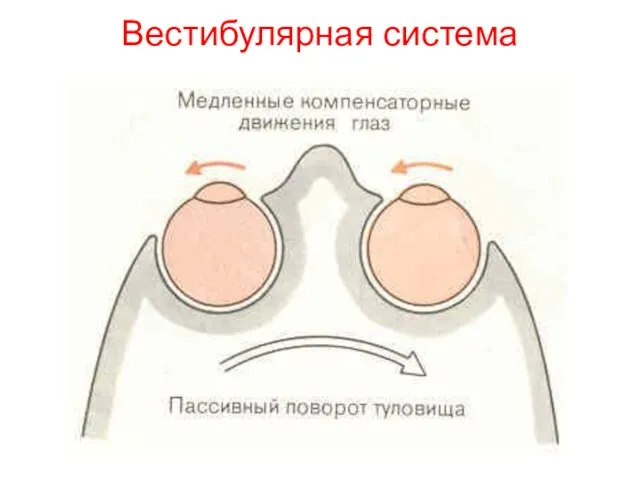 Вестибулярная система