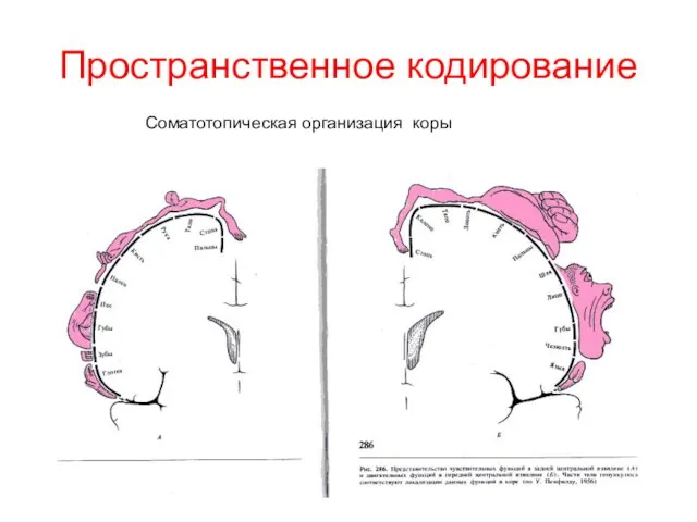 Пространственное кодирование Соматотопическая организация коры