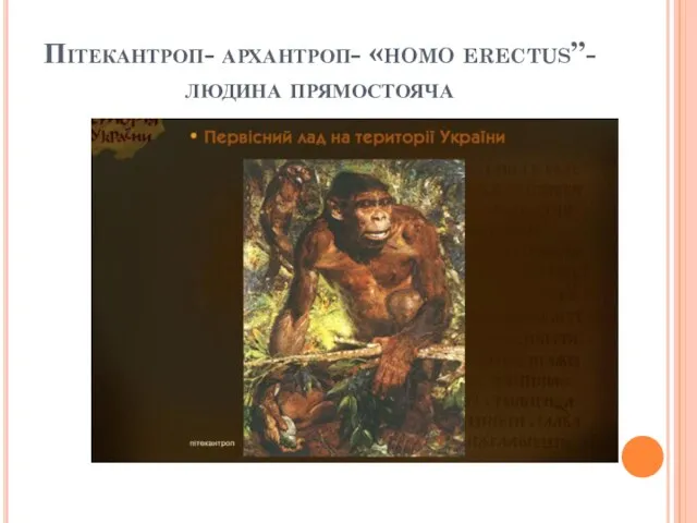 Пітекантроп- архантроп- «homo erectus”-людина прямостояча