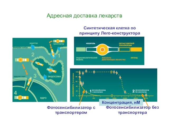 Адресная доставка лекарств Синтетическая клетка по принципу Лего-конструктора Фотосенсибилизатор с транспортером Фотосенсибилизатор без транспортера Концентрация, нМ