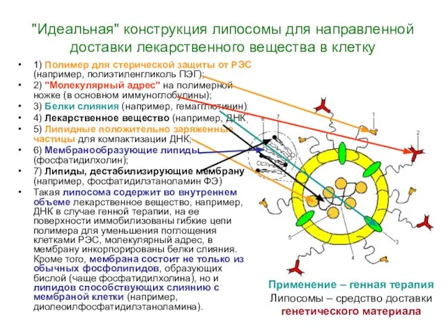 "Идеальная" конструкция липосомы для направленной доставки лекарственного вещества в клетку 1)