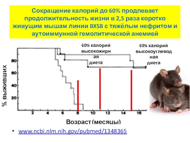 Сокращение калорий до 60% продлевает продолжительность жизни в 2,5 раза коротко