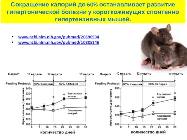 www.ncbi.nlm.nih.gov/pubmed/20696994 www.ncbi.nlm.nih.gov/pubmed/10805146 Сокращение калорий до 60% останавливает развитие гипертонической болезни у короткоживущих спонтанно гипертензивных мышей.