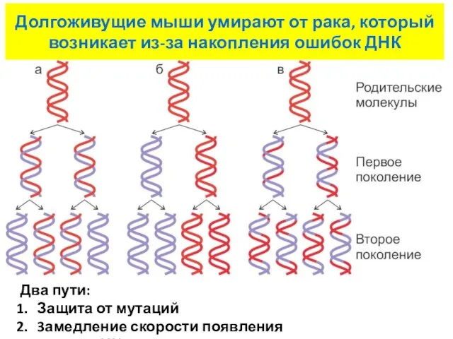 Два пути: Защита от мутаций 3амедление скорости появления новых ДНК Долгоживущие