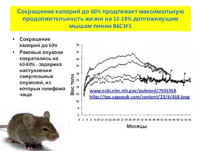 Сокращение калорий до 60% продлевает максимальную продолжительность жизни на 13-18% долгоживущим