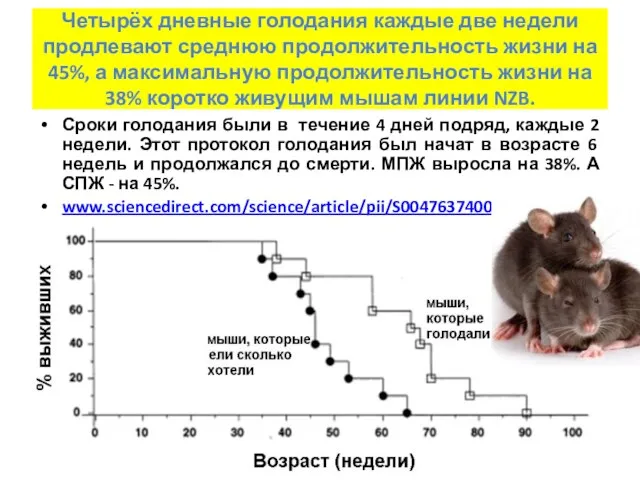 Четырёх дневные голодания каждые две недели продлевают среднюю продолжительность жизни на