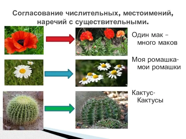 Один мак –много маков Моя ромашка- мои ромашки Кактус- Кактусы Согласование числительных, местоимений, наречий с существительными.