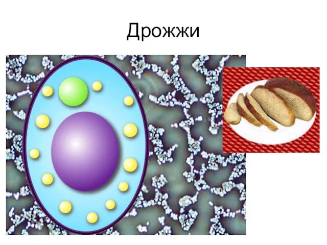 Дрожжи