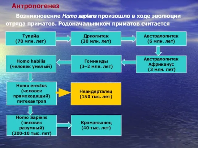 Антропогенез Возникновение Homo sapiens произошло в ходе эволюции отряда приматов. Родоначальником