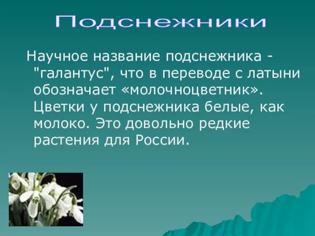 Научное название подснежника - "галантус", что в переводе с латыни обозначает