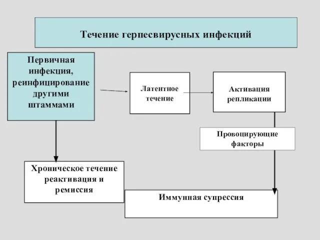 Течение герпесвирусных инфекций Первичная инфекция, реинфицирование другими штаммами Хроническое течение реактивация