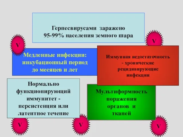 Герпесвирусами заражено 95-99% населения земного шара Медленные инфекции: инкубационный период до