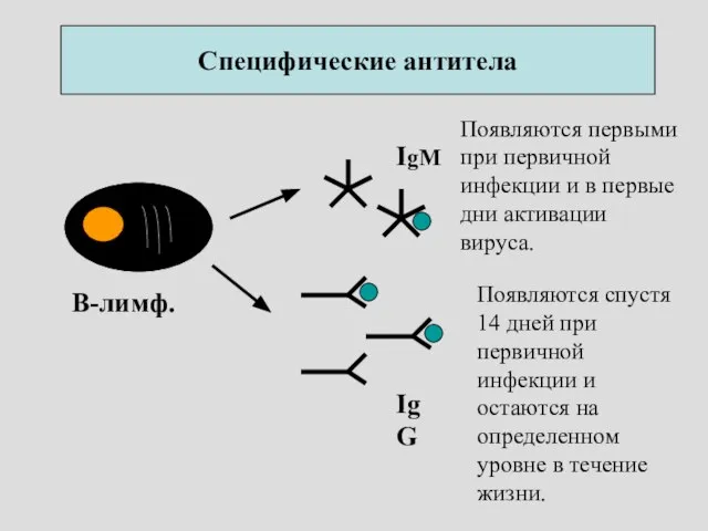 Специфические антитела Появляются первыми при первичной инфекции и в первые дни